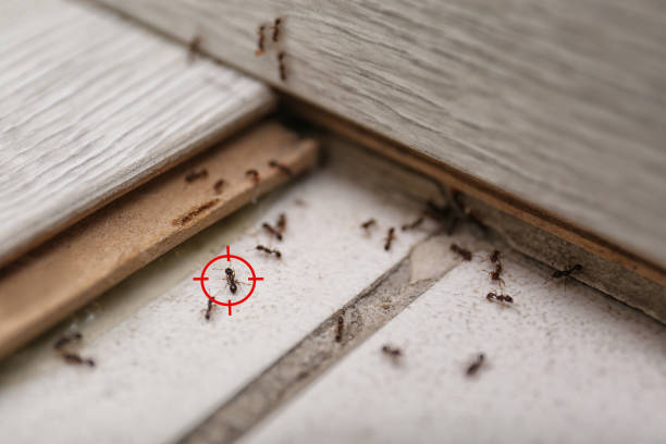 Best Local Pest Control Services  in Romoland, CA