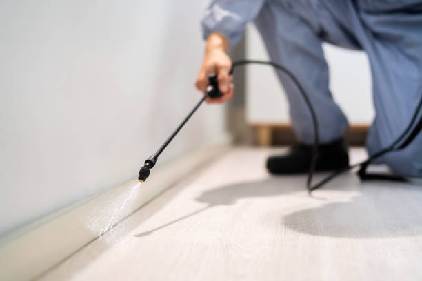 Best Pest Control Near Me in Romoland, CA