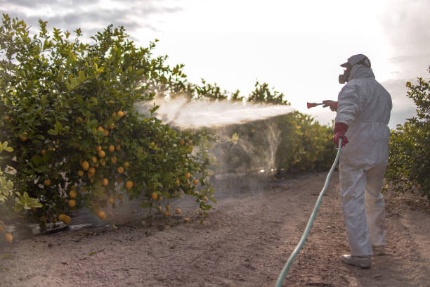 Best Flea Control Services  in Romoland, CA