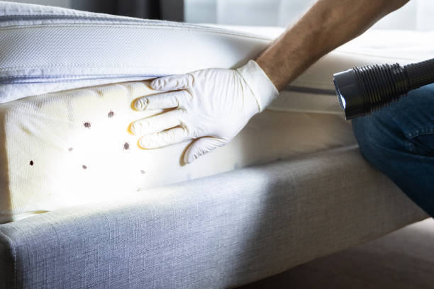 Best Exterminator Services  in Romoland, CA