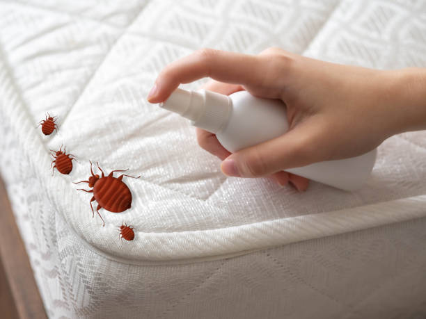 Romoland, CA Pest Control Company