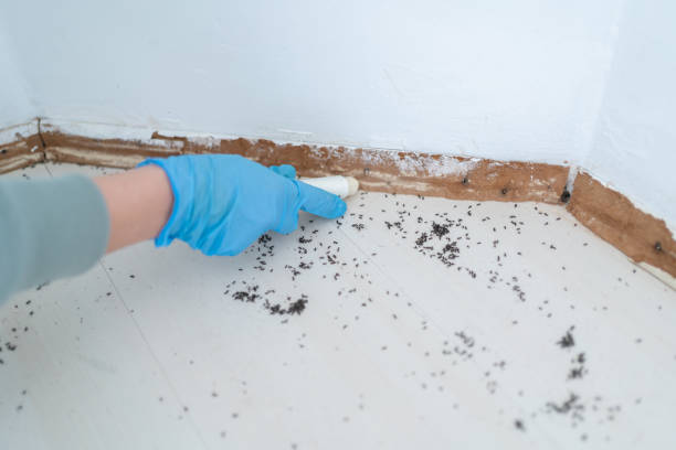 Best Local Pest Control Services  in Romoland, CA