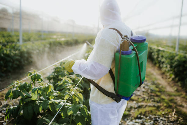 Best Affordable Pest Control Services  in Romoland, CA